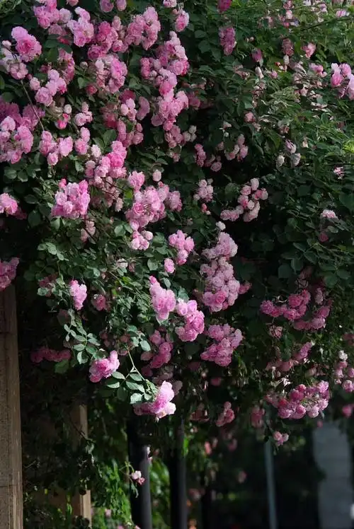 北京蔷薇花瀑有多梦幻##北京原来可以这么美##带着微博去旅行##遇见