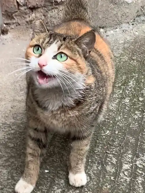 绿眼睛的三花猫