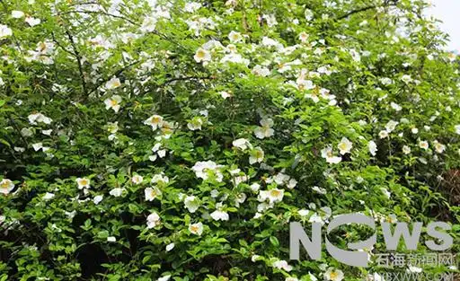 兴文古宋镇石泉村金樱子花开扮靓乡村