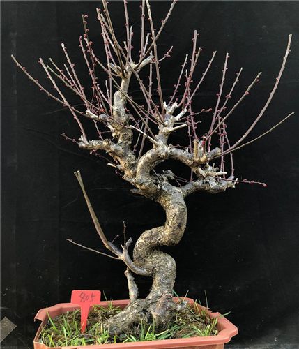 实物梅花盆景 原生朱砂梅 乌梅 乌羽玉 造型树桩室内老桩耐寒盆栽