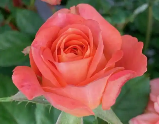 月季品种之"十二星座之金牛座"花量大,可持续 开花