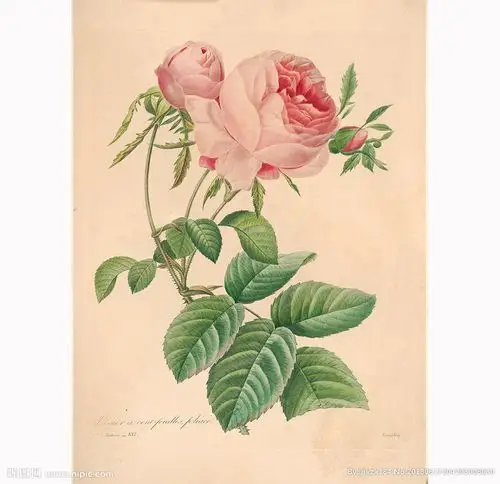 花卉绘画设计图__绘画书法_文化艺术_设计图库_昵图网nipic.com