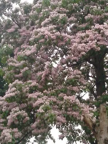 请问这是什么花/树(学名),贵州毕节地区叫"紫木"