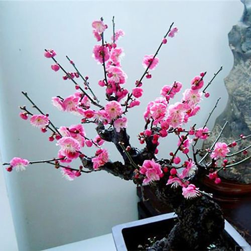宫粉梅盆景花卉室内阳台盆栽梅花苗观花春冬红梅腊梅树桩老桩植物