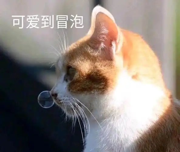 可爱到冒泡(猫咪流鼻涕)_猫咪_冒泡_流鼻涕_可爱表情