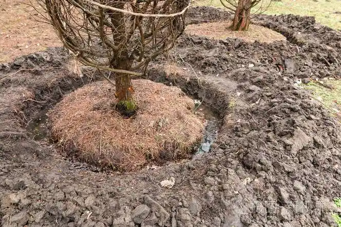 种一棵大树在另一个花园里移动和种植树木的特写镜头
