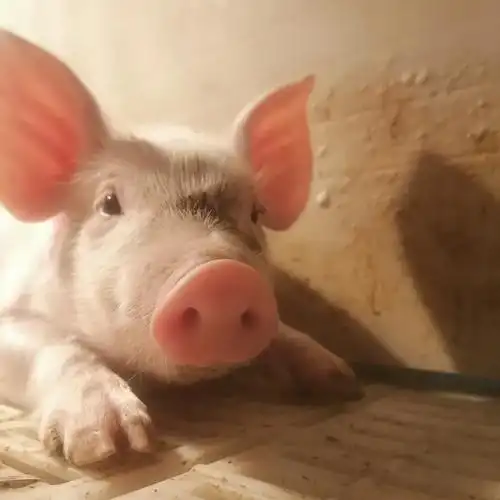 有时候它们会做一些搞笑的动作,把双脚放在猪妈妈的肩上,踩来踩去,像