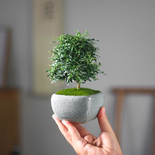 达摩小叶九里香迷你小盆栽植物室内好养窗台客厅四季花卉微型盆景