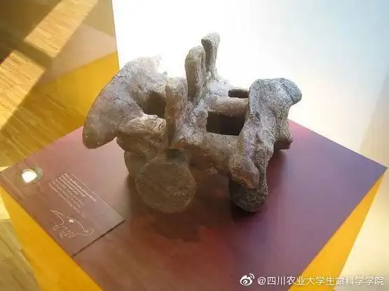 许氏禄丰龙骨盆化石 | eduard solà vázquez / wikimedia commons