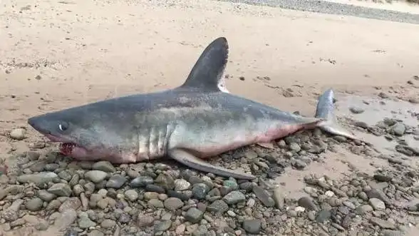 鲨鱼搁浅三小伙奋不顾身跳入大西洋抢救