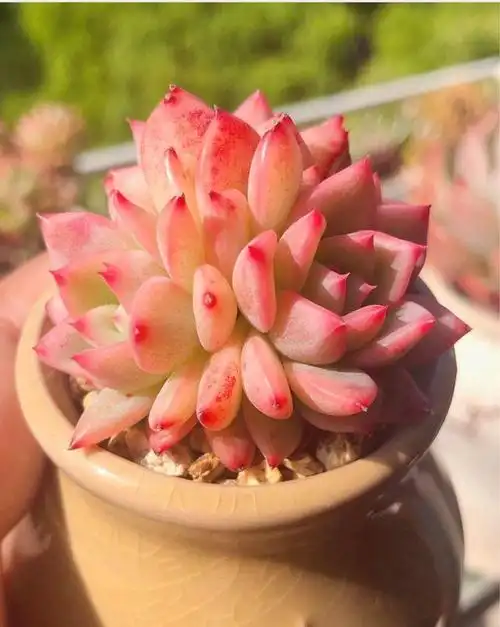 人有"白富美",肉有"粉圆美",这十种粉色系多肉,能萌化你心