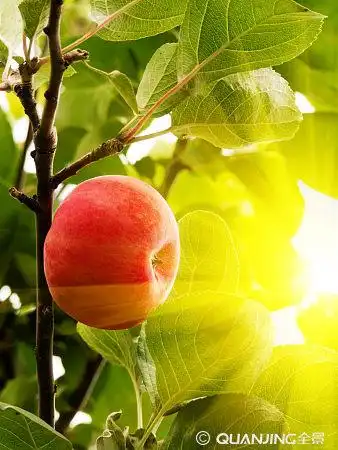 苹果树图片_图片大全