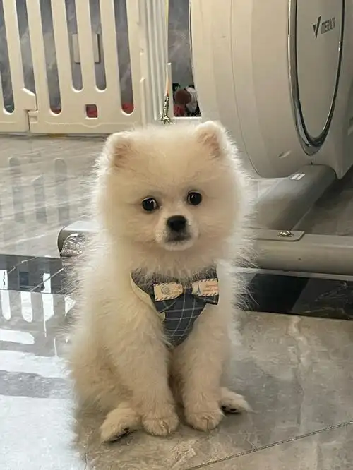 一个月的时间就已经是个大宝贝了#可爱的博美犬