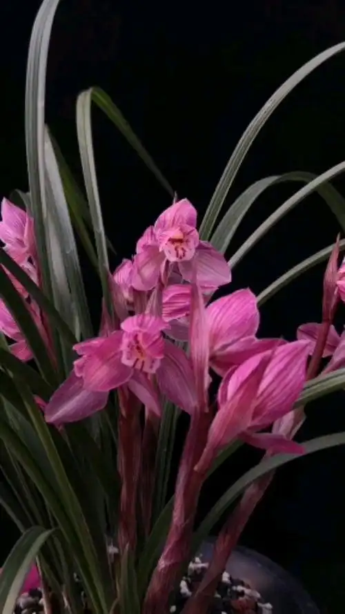 兰花#春剑顶级红花"富贵红"