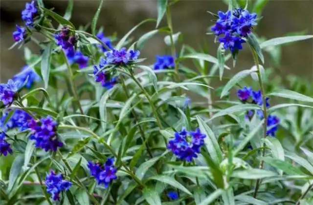 紫草- 优质问答专区