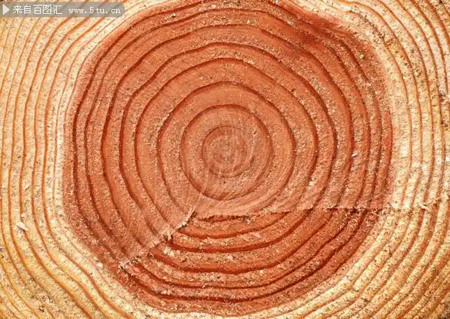 树的年轮图片素材