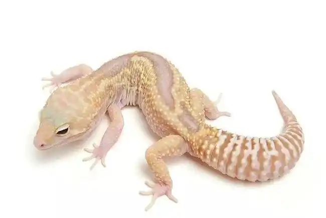 雪花类豹纹守宫概要snowedition