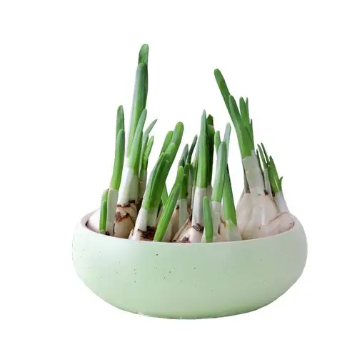 水仙种球秋冬开花plum22