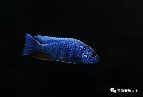 和非洲王子一起混养,具有十分强烈的色彩对比,是马湖慈鲷缸的梦幻组合