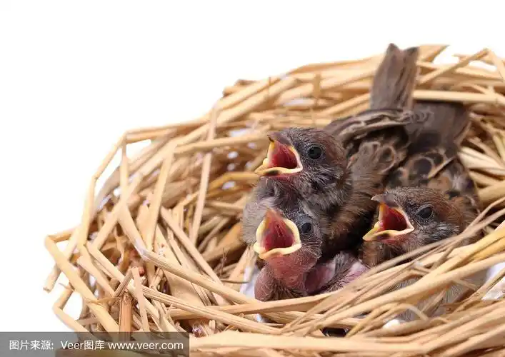 等待喂食的麻雀雏鸟