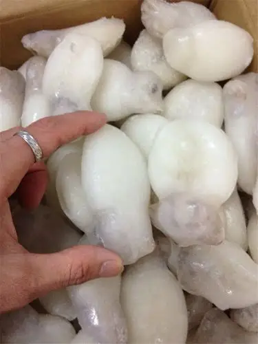 目鱼仔批发 墨鱼籽批发 墨鱼籽 泰爽墨鱼籽批发 厂家直销