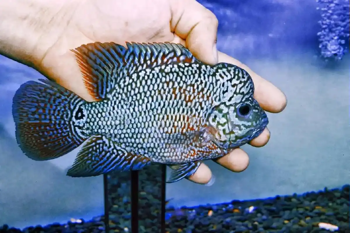 罗汉鱼 #金花罗汉鱼  #金花罗汉母鱼 - 抖音