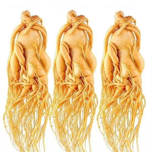 东北长白山人参鲜参