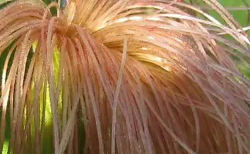 常用玉米须泡水喝,这4种好处可明显看见,可惜很多人不知道!