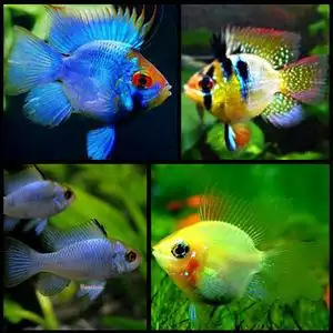 阿凡达波子 宝蓝波子 金波子鱼 球形荷兰凤凰 短雕鱼 热带观赏鱼