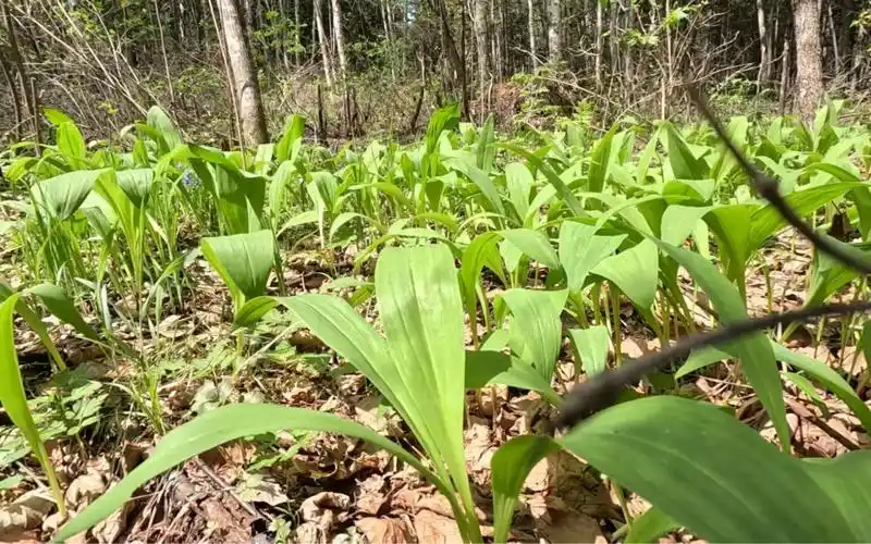 发现这一大片野山葱,根粗叶宽,两口子乐坏了!慢慢採吧!