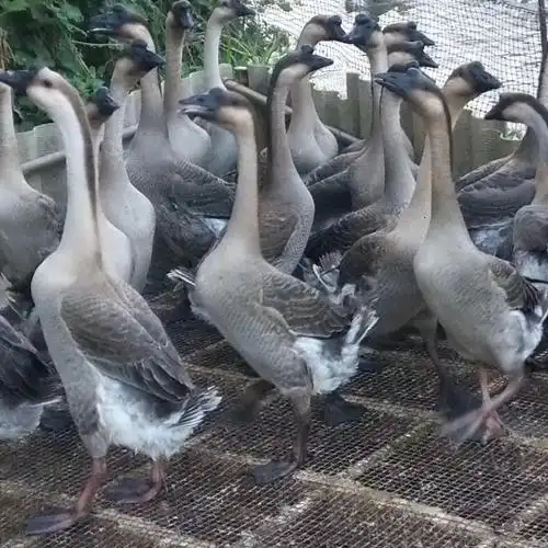 广东清远佛山黑棕鹅乌鬃鹅农家散养老鹅冰新鲜鹅肉整只现杀广东省外