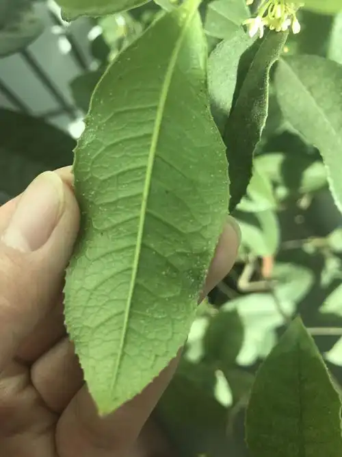 四季桂,叶子一直脱落,叶子后面有很多小黄点小白点这样的东西,也不