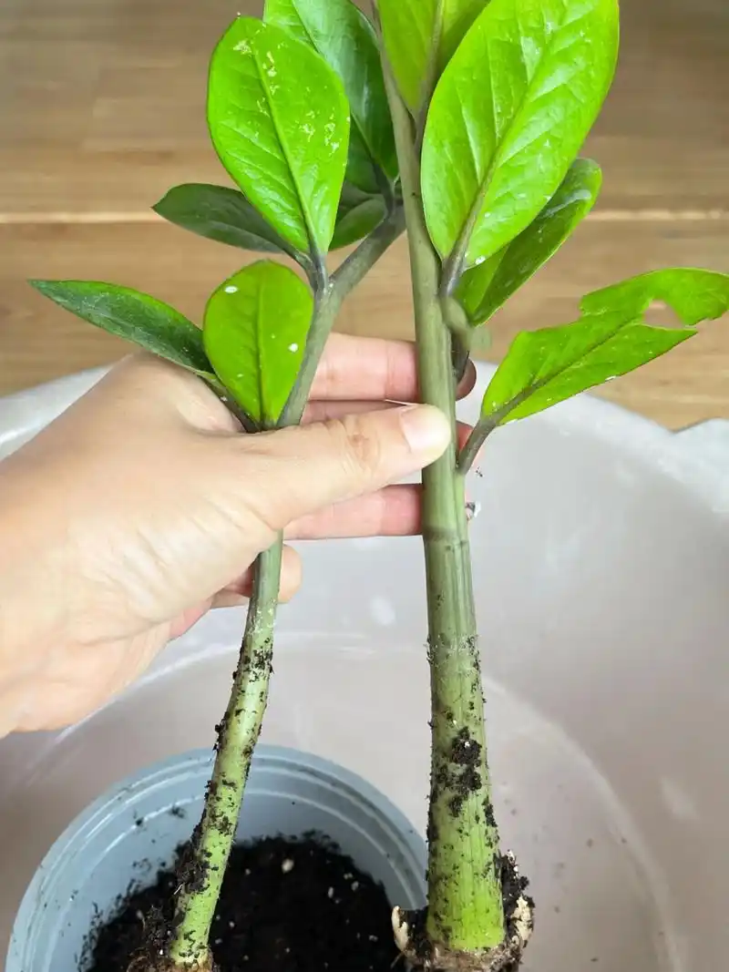 实践证明金钱树扦插是可以成活的 之前扦插的金钱树,(前面有笔记分享
