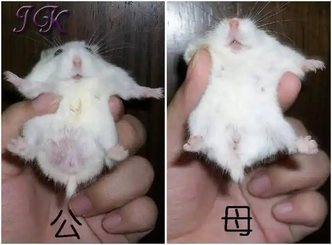 仓鼠白色的是不是母的