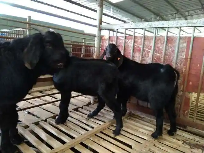 波尔山羊羔羊护理及培育知识-重庆安良牧业