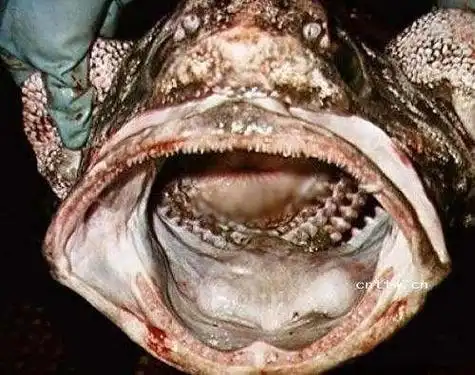 看看日本这些变异生物, 连皮皮虾都不幸中招!