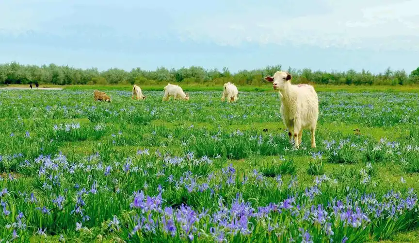逆势绽放,悠悠马兰花