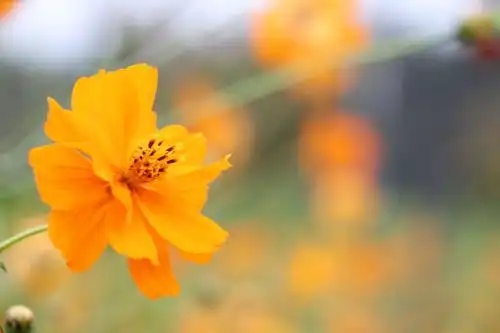 第一次作业景深运用