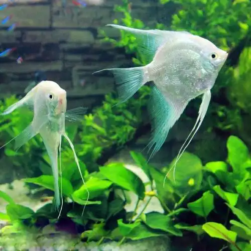 仙鱼神仙活体白神白神仙秘鲁燕鱼鱼