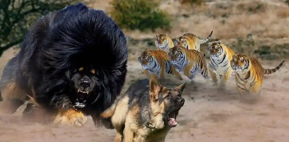 3只藏獒vs1头老虎猫科二哥能够支撑多久呢