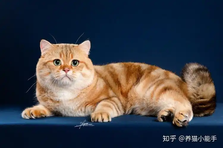 这是美短金虎斑吗? - 知乎