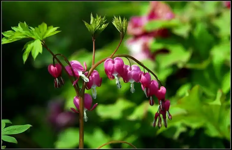 翠翠欲滴的吊钟牡丹