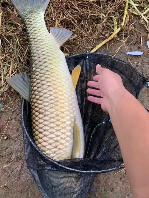 钓大鱼到底怎样的鱼饵好,产品鱼饵发醇,但要注重配搭