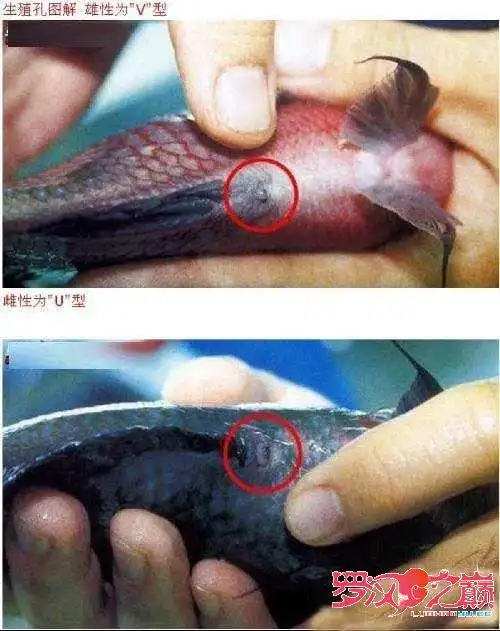 罗汉鱼公母图片