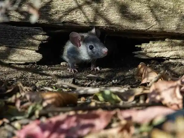 在家放老鼠药的时候为什么不能说话实验证明它们可能听得懂