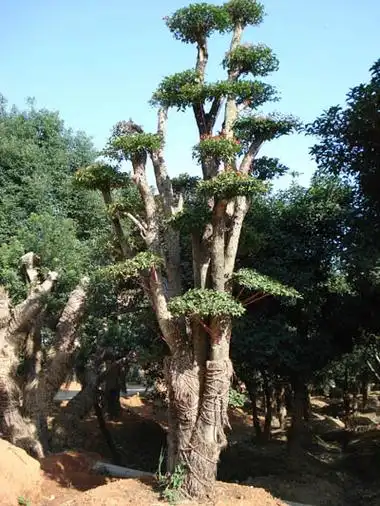 柞榛木词条图册_百度百科