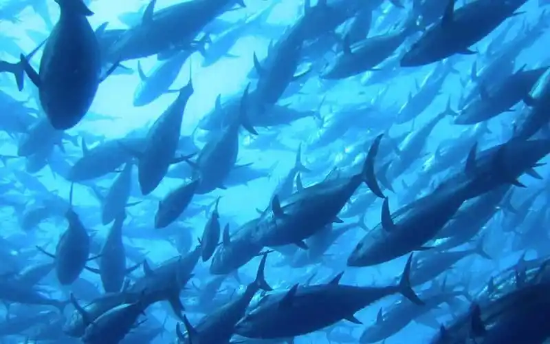 十年漫漫海王路(4):换5次人才能拉上来的蓝鳍金枪鱼!