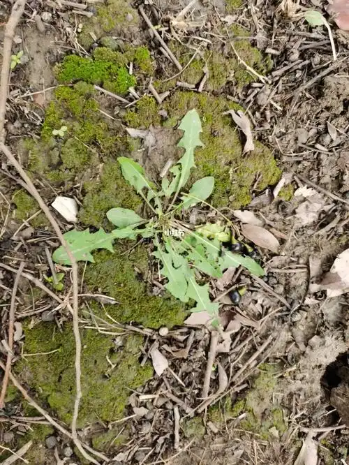 就在刚刚我同事说不是蒲公英,我搜图识别是西洋蒲公英,所以能吃吗,我