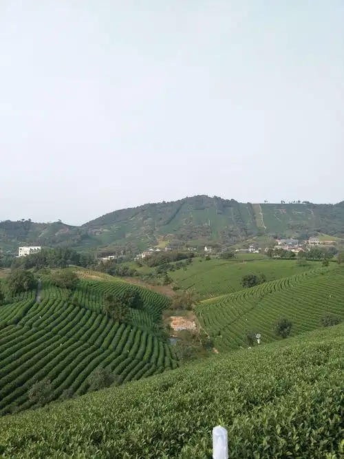 10.18安吉溪龙万亩茶园