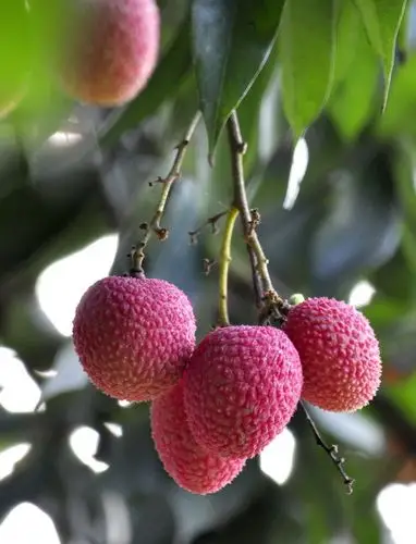 查看大图相机:尼康 d90【闽南荔枝】 第 14 幅查看大图相机:尼康 d90